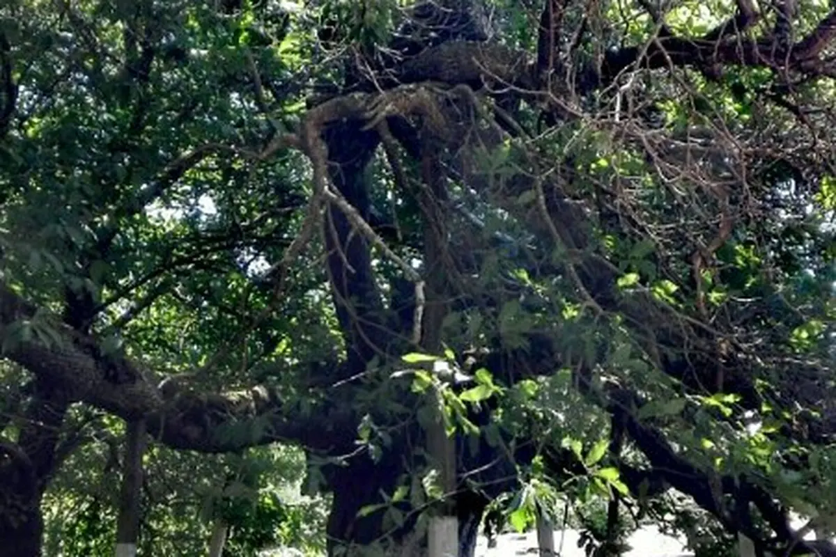 El castaño de O'Higgins en Canteras, monumento natural de la comuna de Quilleco, Región del Biobío